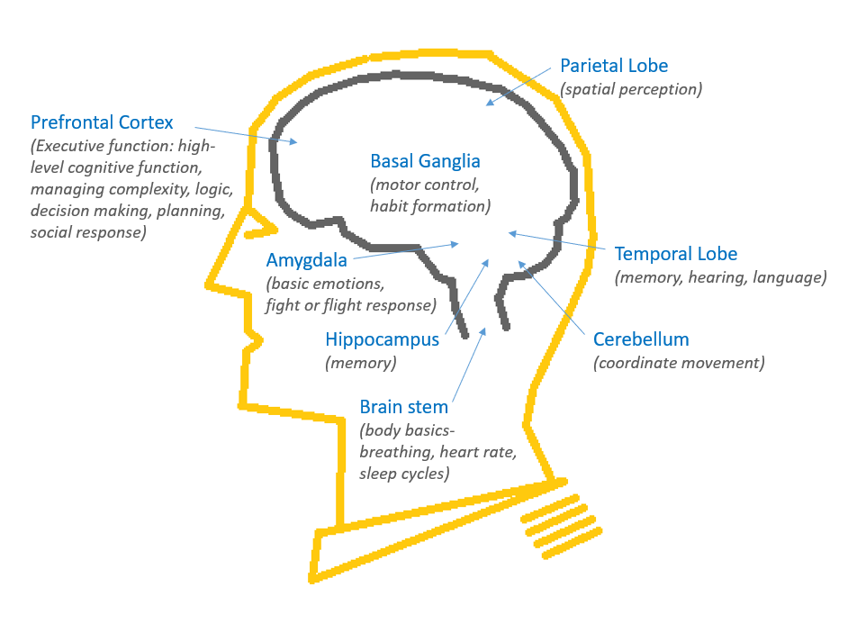 Brain diagram